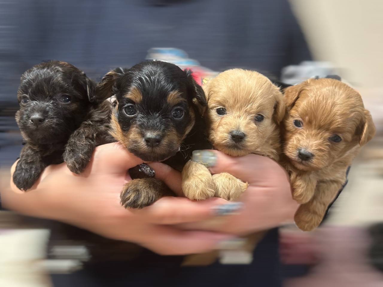 ポメラニアン×トイプードルの赤ちゃんのおめめが開きました♪ | 新着
