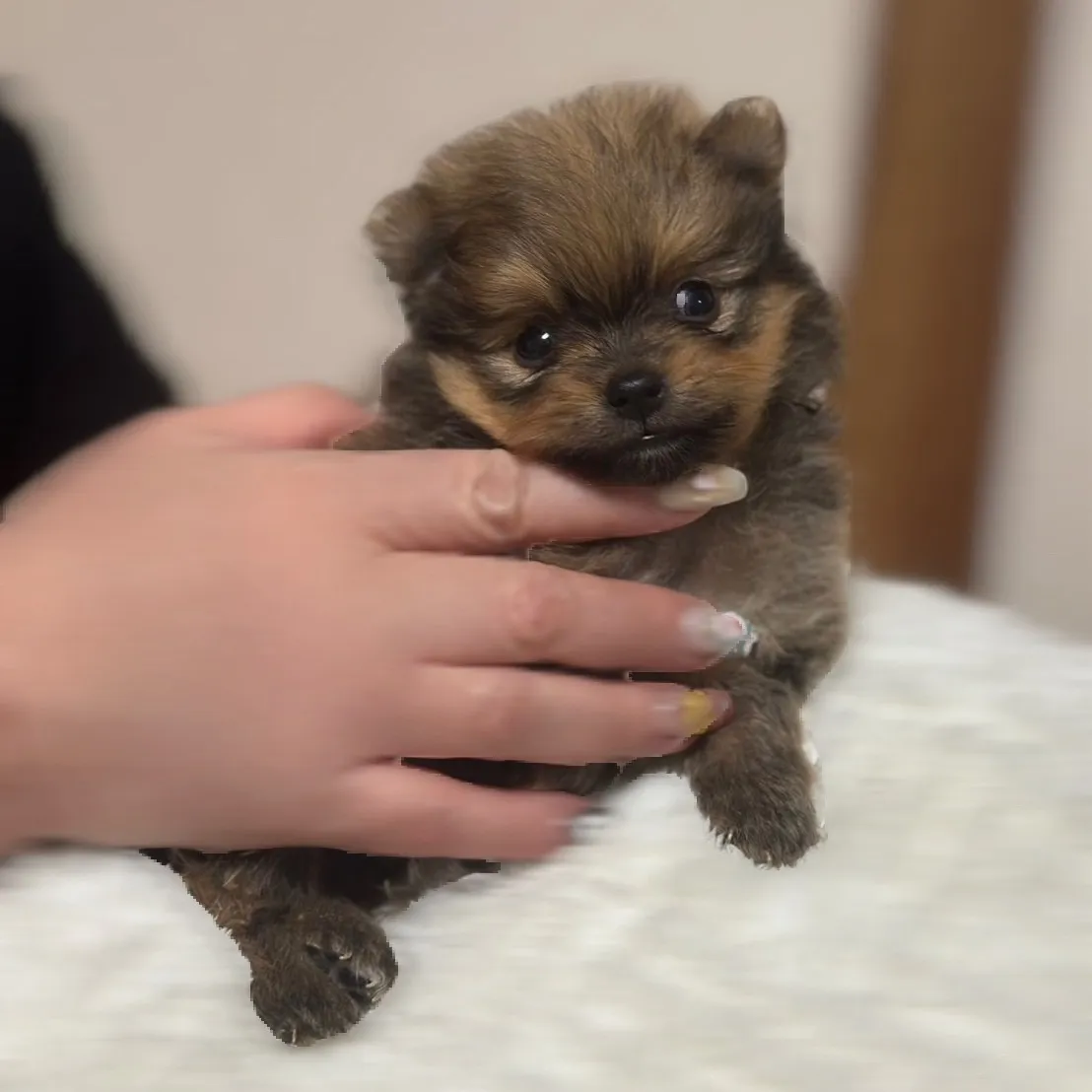 ポメラニアン・男の子