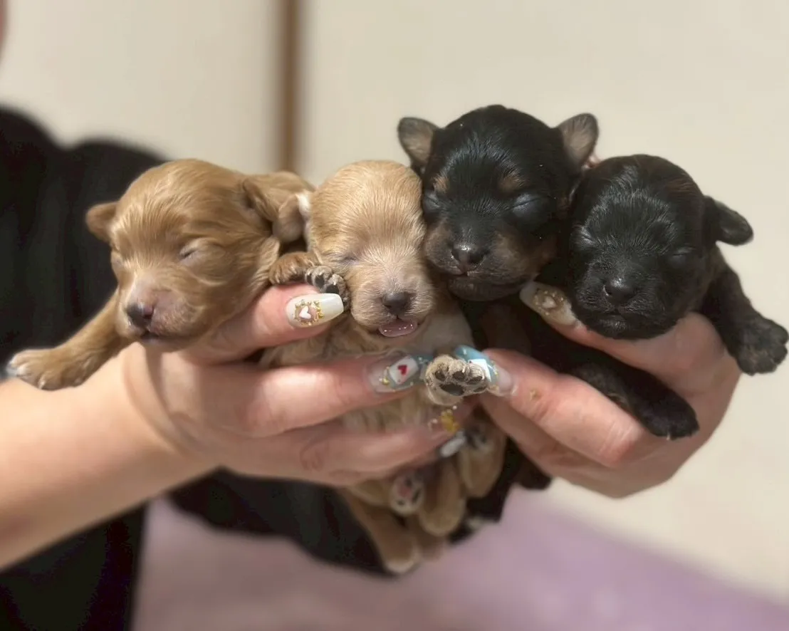 ポメラニアン×トイプードル