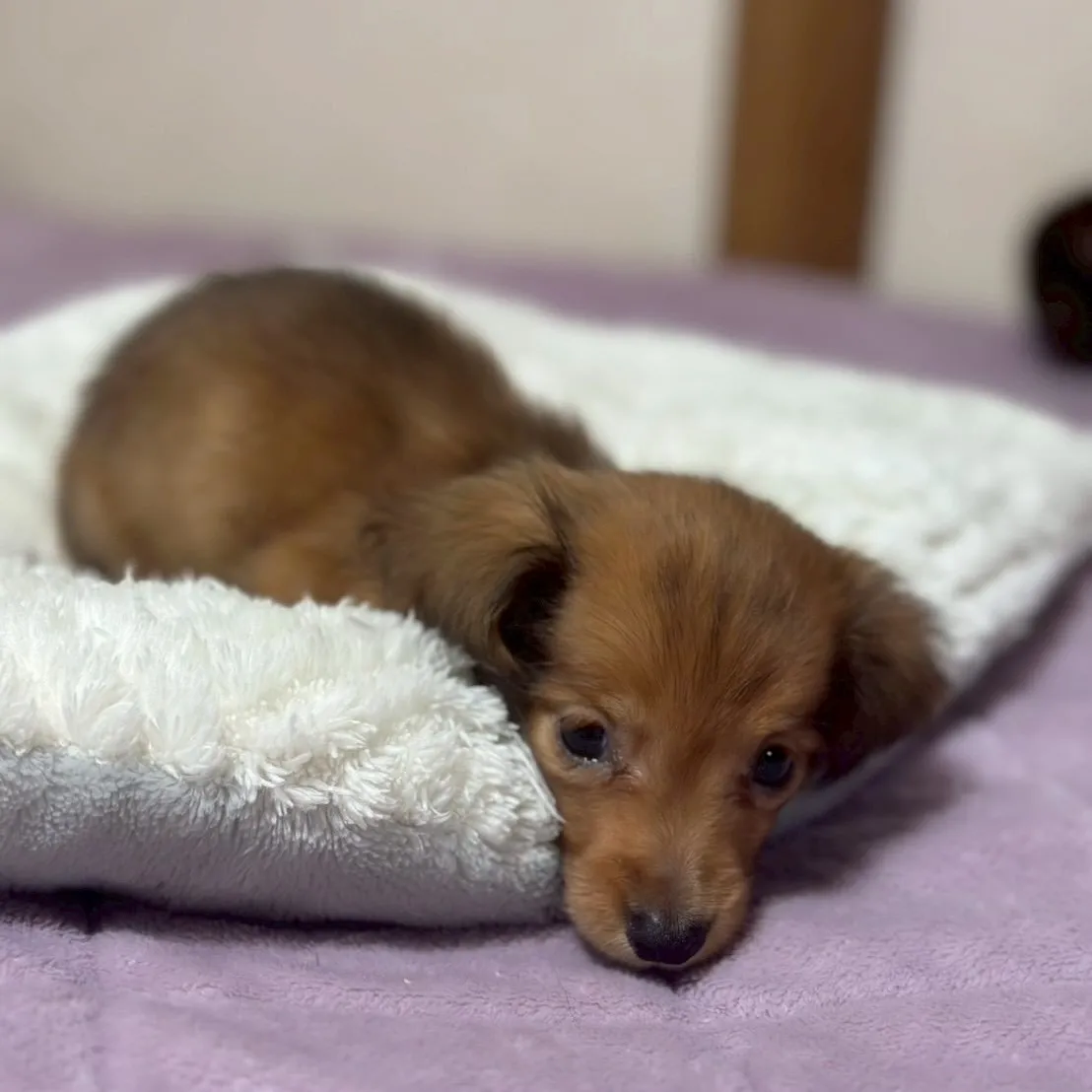 Mダックスフンド