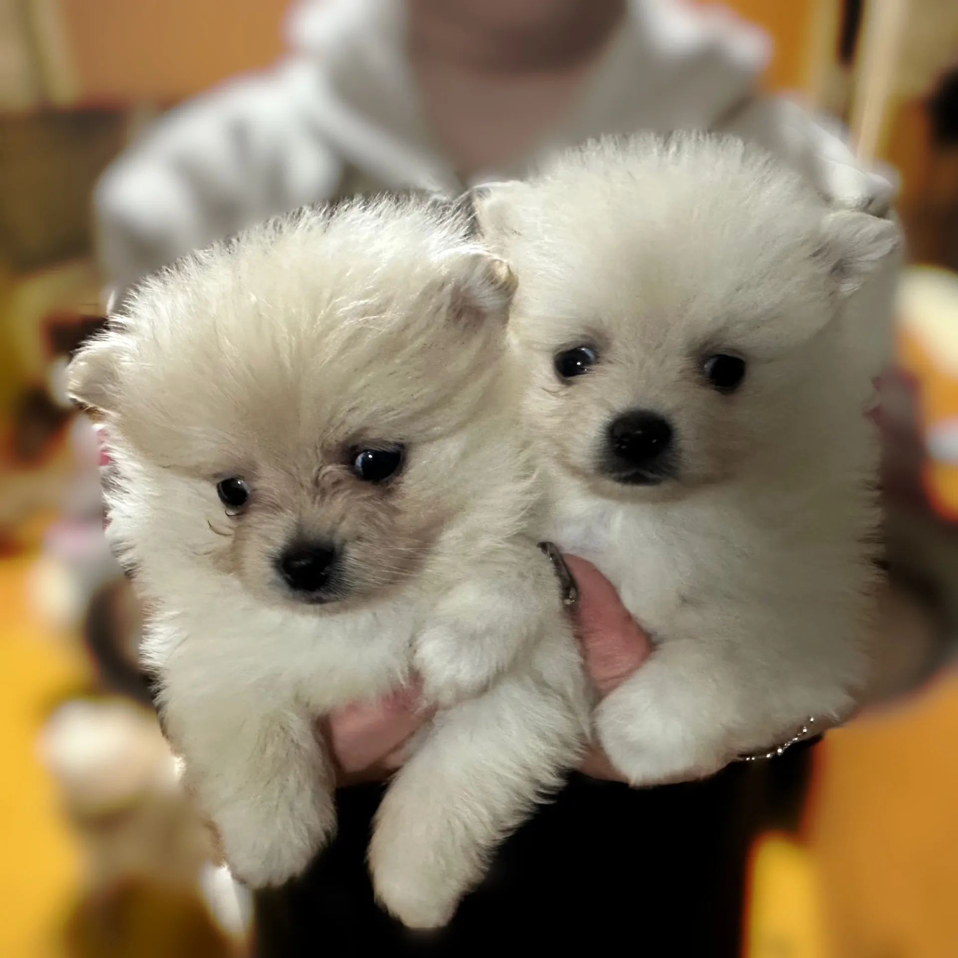 ポメラニアンの赤ちゃんが生まれました！！