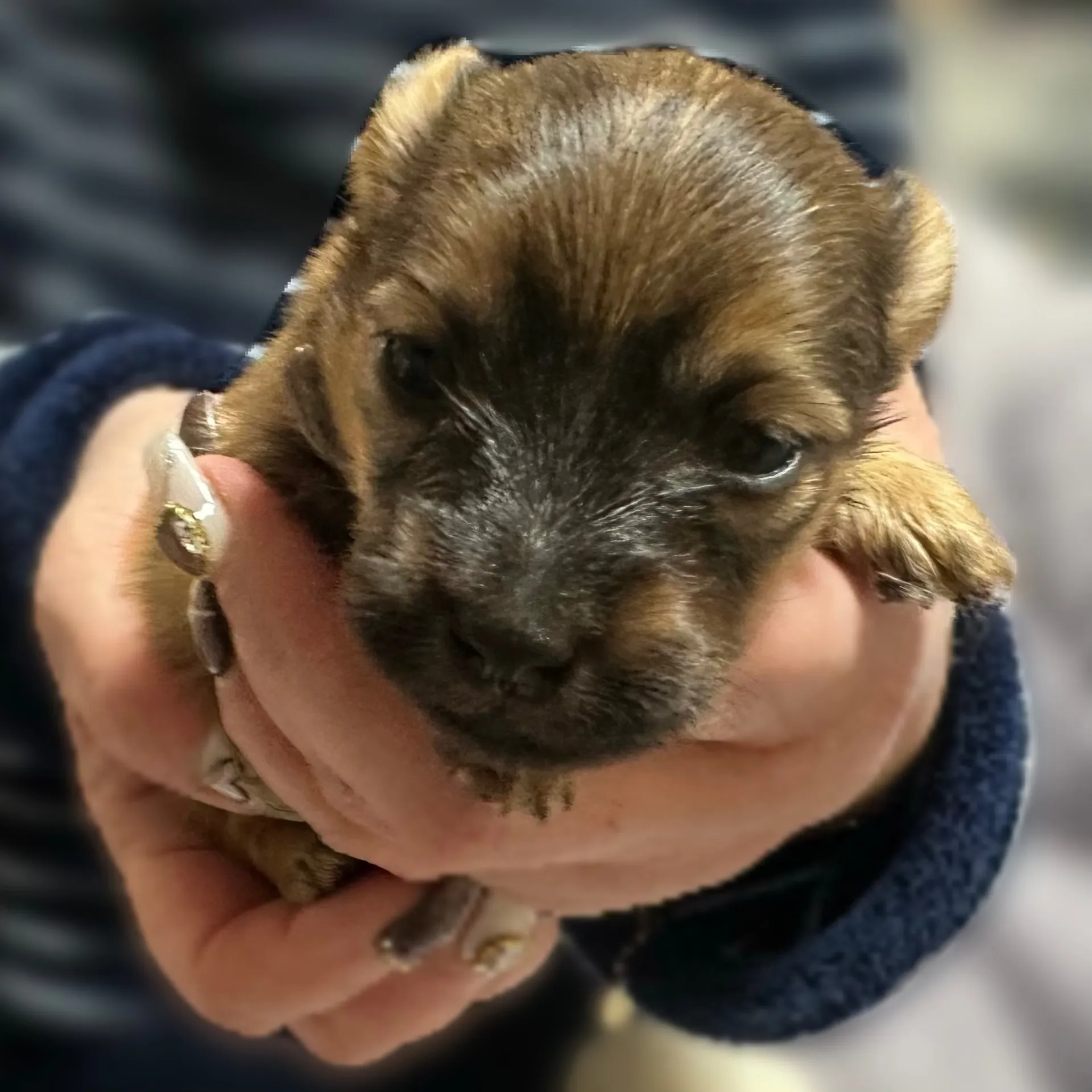 Kダックスフンド×ポメラニアン