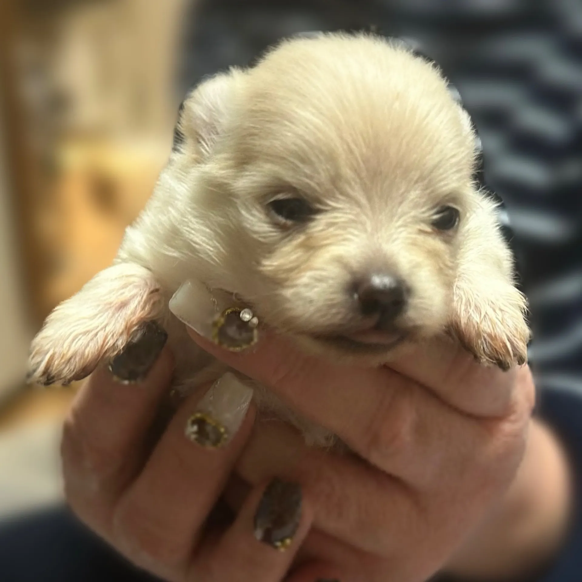 Kダックスフンド×ポメラニアン