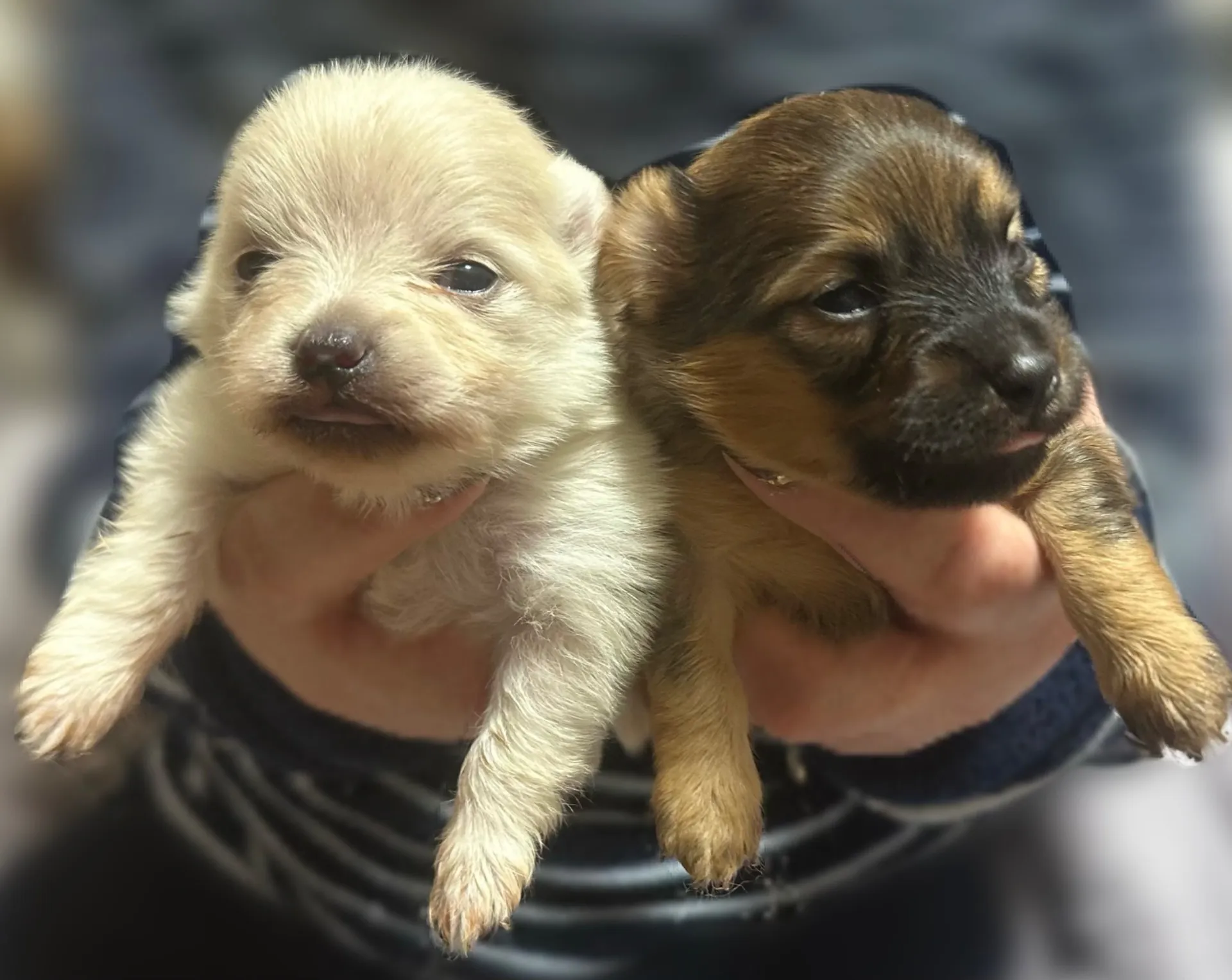 ポメラニアン × Kダックスの赤ちゃんが生まれました！