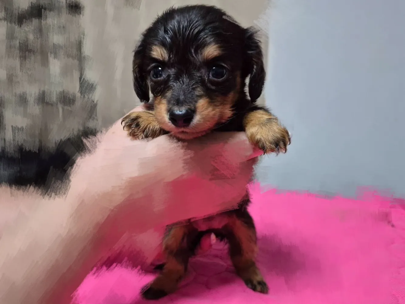 Kダックスフンドの赤ちゃんが生まれました！