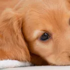 カニンヘンダックス